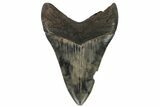 Serrated, Fossil Megalodon Tooth - South Carolina #186775-1